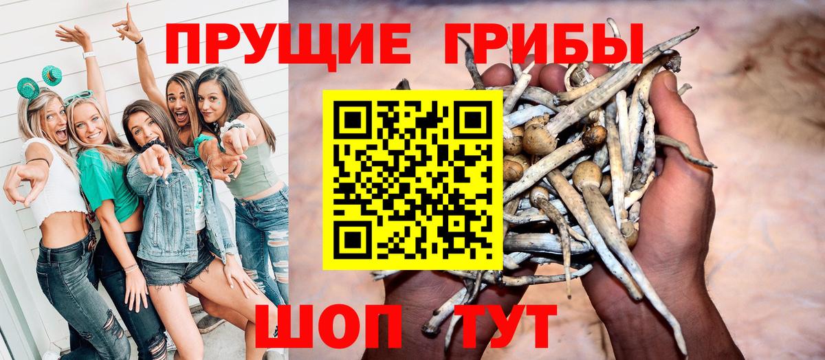 Галлюциногенные грибы Psilocybe Камень-на-Оби